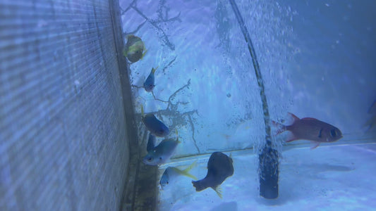 Yellow Banana Wrasse YBW051301 WYSIWYG Size: M 4"