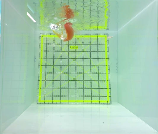 Squareback Anthias (Female) SAF112302 WYSIWYG Size: XL 5