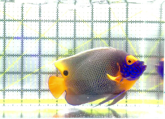 Blueface Angelfish Adult (Sumatra Vibrant Colors) BAA062801 WYSIWYG Size: XL 5.75" approx