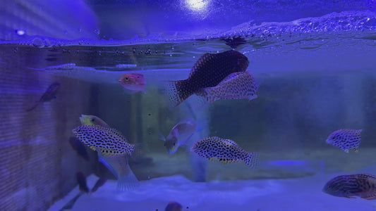 Ornate Leopard Wrasse OLW091501 WYSIWYG Size: ML 2.5" approx