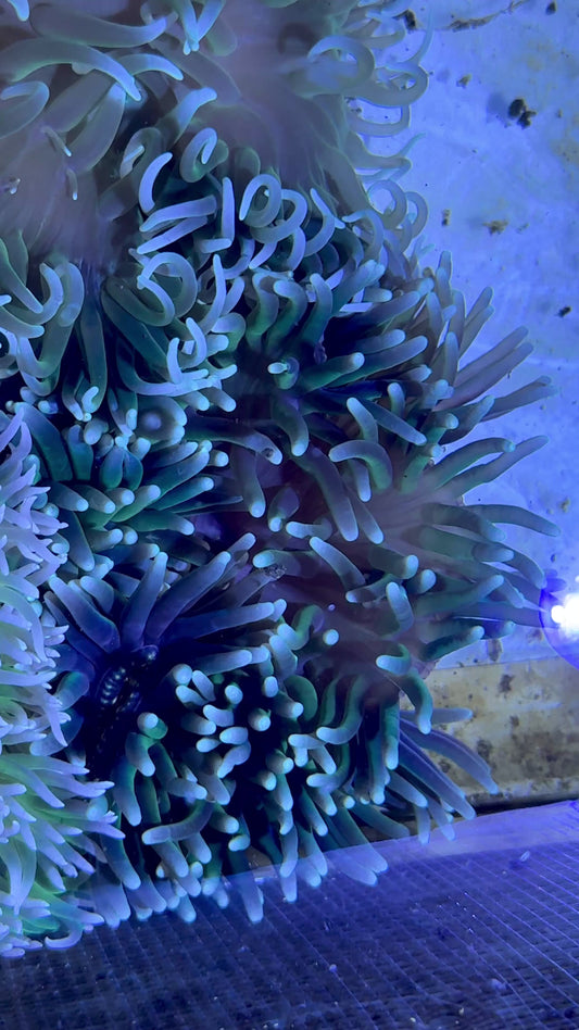 Green Long Tentacle Anemone GLTA071901 WYSIWYG Size ML: 5" to 7"  approx