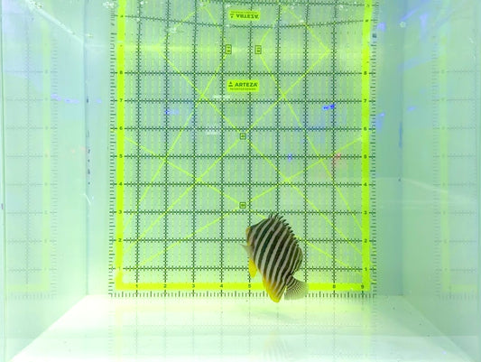 Multibar Angelfish MA120902 WYSIWYG Size: M 2.75"