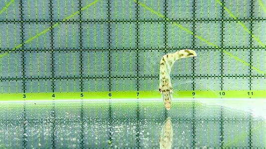 Aiptasia Eating Filefish AEF092102 WYSIWYG Size: M 2.75" approx