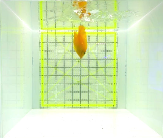 Yellow Mimic Tang (Chocolate Tang as adult) YMT112202 WYSIWYG Size: S 3"