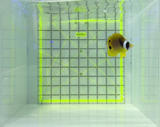 Raccoon Butterflyfish RB120901 WYSIWYG Size: SM 2.25" approx