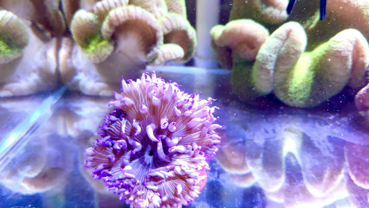 Purple Peppermint Long Tentacle Anemone PPLTA062201 WYSIWYG Size: L 5" to 6"