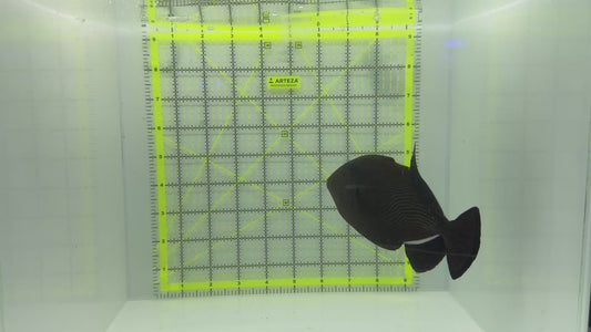 Black Triggerfish BT102301 WYSIWYG Size: XL 5.75" approx