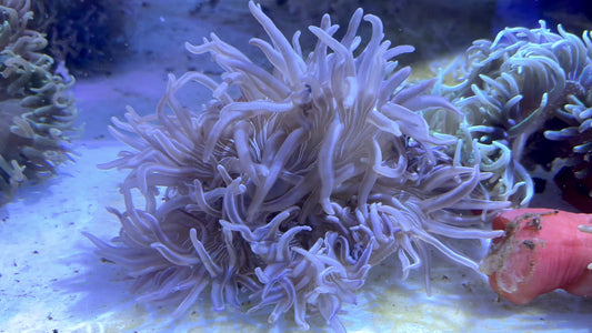 Purple Peppermint Long Tentacle Anemone PPLTA071901 WYSIWYG Size: L 5" to 6" approx