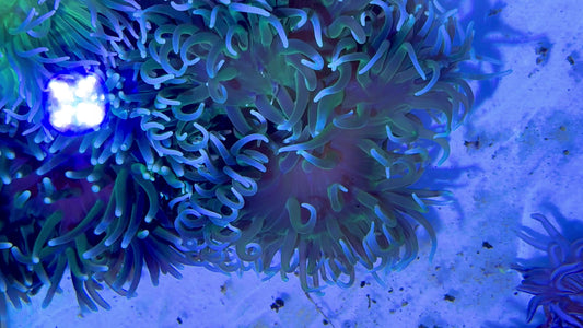 Neon Long Tentacle Anemone NLTA071903 WYSIWYG Size: ML 5" to 7" approx
