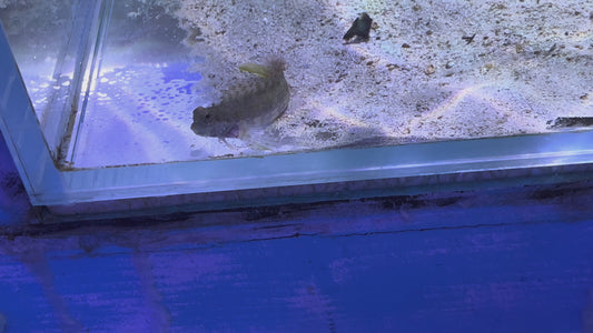 Lawnmower Blenny LB092101 WYSIWYG Size: L 3.5" approx
