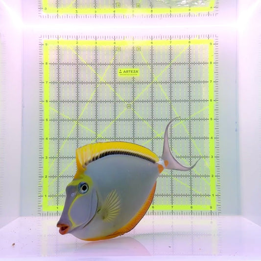 Blonde Naso Tang BNT110102 WYSIWYG Size: XL 8.75”