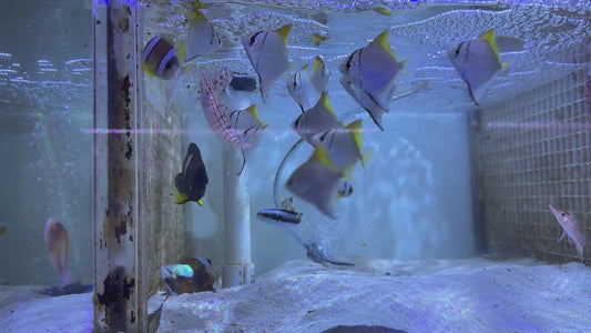 Longnose Hawkfish LH091501 WYSIWYG Size: XL 3" approx