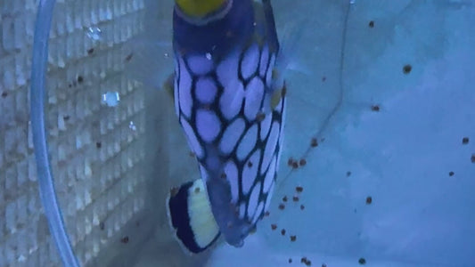 Clown Triggerfish CT071902 WYSIWYG Size: XL 6" approx