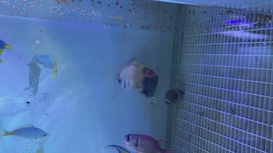 Miniatus Grouper MG062501 WYSIWYG Size: M 3.25"approx
