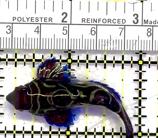 Green Mandarin Dragonet GMD062801 WYSIWYG Size: XL 2.5" approx