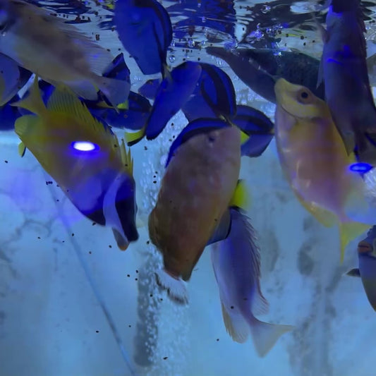 Rare Oman Hawkfish Special Grade Red Sea ROHSGRS122601 WYSIWYG Size: XL 4" approx