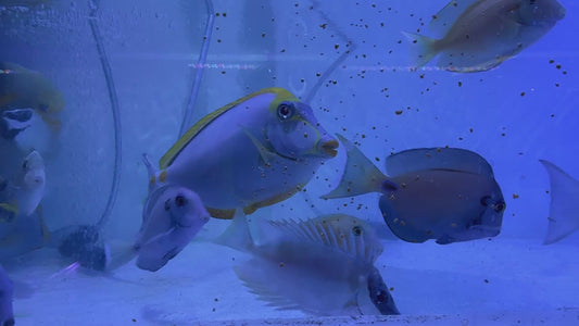 Blonde Naso Tang Streamers  NT071901 WYSIWYG Size: XL 7" approx (Maldives Special Grade)