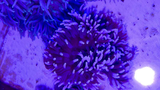 Green Long Tentacle Anemone Size GLTA071602 L: 5" to 8" approx