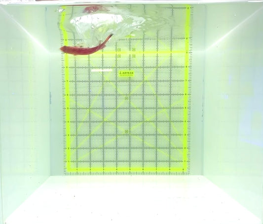 Sailfin Fairy Wrasse SFW112301 WYSIWYG Size: XL 3"