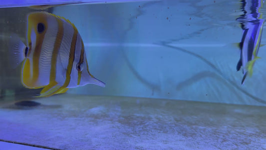 Copperband Butterflyfish CB083101 WYSIWYG Size: XL 5.25"