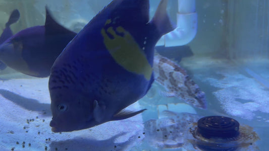 Maculosus Halfmoon Angelfish (Oman Special Grade Red Sea) MHA082103 WYSIWYG Size: XXXL/SHOW  10" approx
