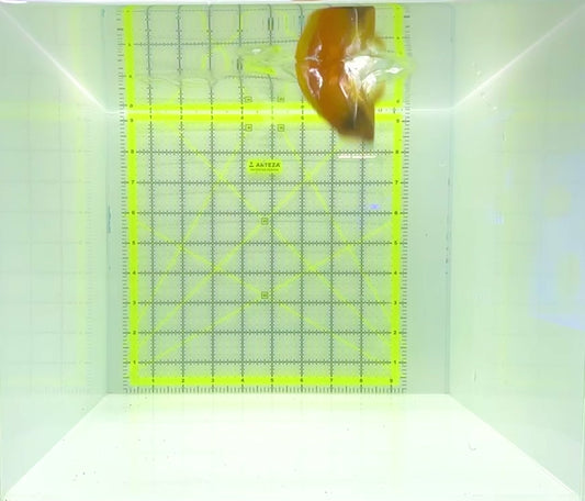 Yellow Mimic Tang (Chocolate Tang When it is Adult) YMT112303 WYSIWYG Size: M 4"