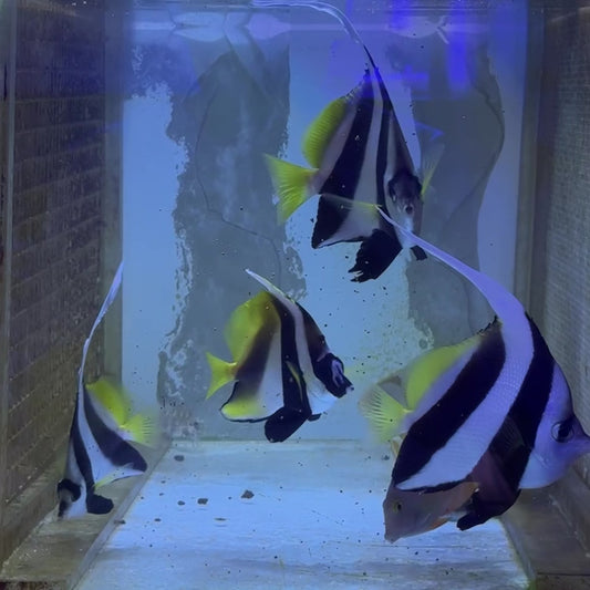 Masked Heniochus Butterflyfish Red Sea MHB112601 WYSIWYG Size: ML 4"