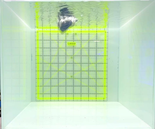 Emperor Angelfish Juvenile EAJ112202 WYSIWYG Size: M 3"