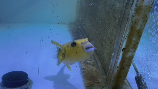 Golden Pufferfish Male GPM071801 WYSIWYG Size: L 7" approx