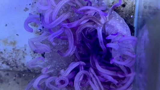 Purple Peppermint Long Tentacle Anemone PPLTA071902 WYSIWYG Size: L 5" to 6" approx
