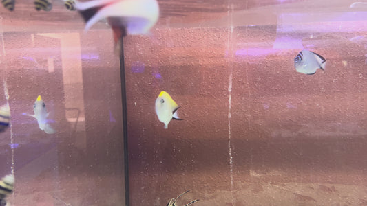 Swallowtail Angelfish Female (Reefsafe) SAF100501 WYSIWYG Size: M 3"