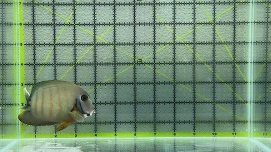 Eibli Mimic Tang EMT101101 WYSIWYG Size: XL 4.25" approx