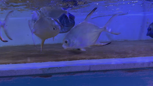 Passer King Angelfish PKA072104 WYSIWYG Size: L 4.25"