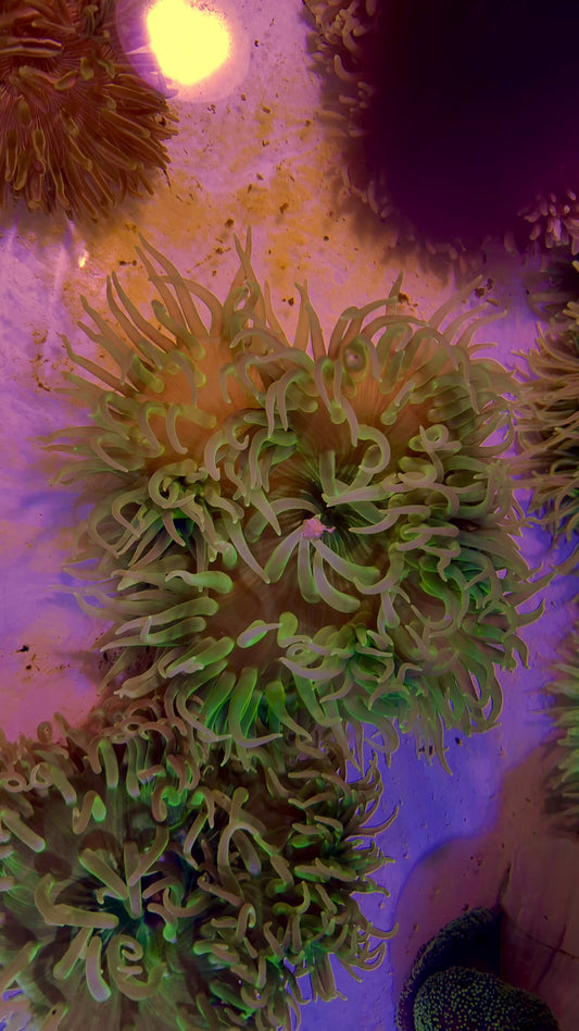 Neon Long Tentacle Anemone NLTA071801 WYSIWYG Size: ML 5" to 7" approx