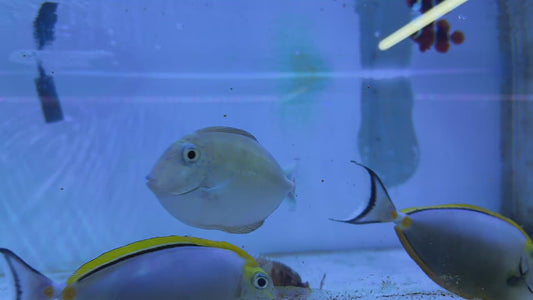 Vlamingi Unicorn Tang VUT051405 WYSIWYG Size: XL 6.75"