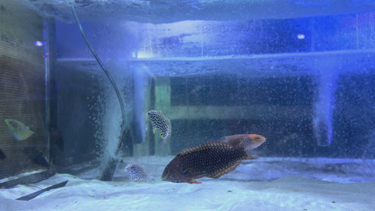 Ornate Leopard Wrasse OLW091504 WYSIWYG Size: XXL 3.75" approx