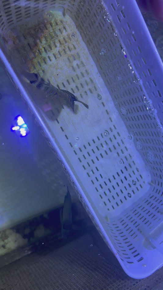 Desjardini Tang (Red Sea Sailfin Tang) DT101001 WYSIWYG Size: M 3" approx