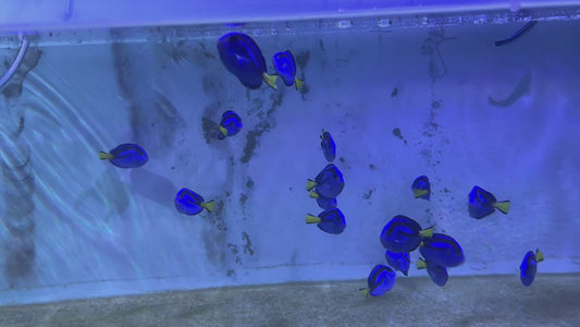 Blue Hippo Tang BHT060907 WYSIWYG Size: M 3.5”