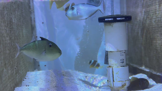 Goldenback Triggerfish GT092103 WYSIWYG Size: M (Juvenile 3") approx