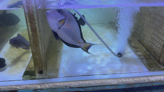 Black Triggerfish BT101101 WYSIWYG Size: XL 6"