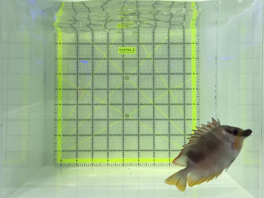 Magnificent Foxface MF120804 WYSIWYG Size : ML 4.75"