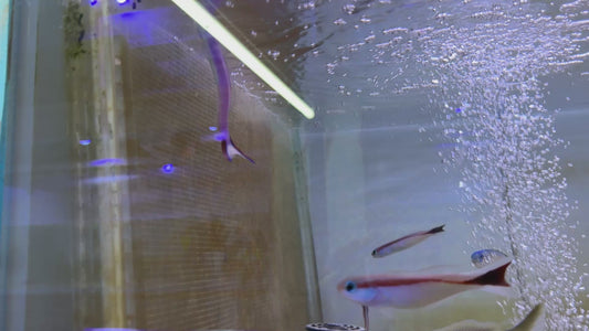 Purple Tilefish PT092103 WYSIWYG Size: XL 4.75"