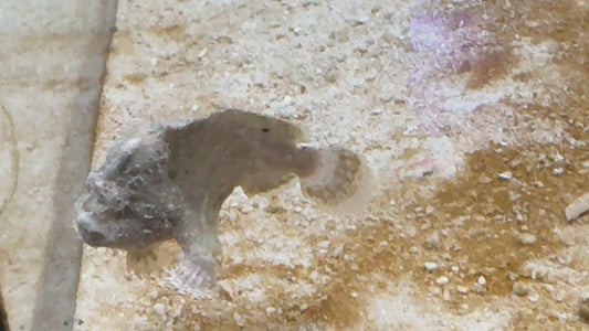 Angler A090304 WYSIWYG Size: M 2" approx