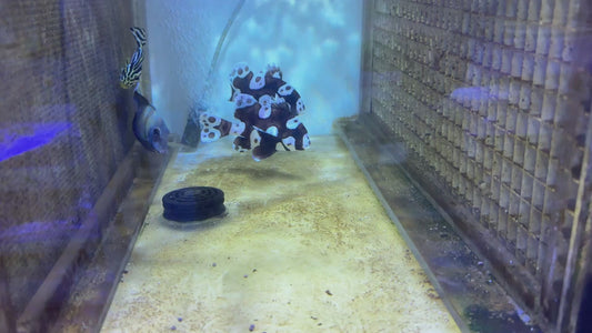 Harlequin Spotted Grunt Sweetlips HSGS092104 WYSIWYG Size: XL 5.25" approx