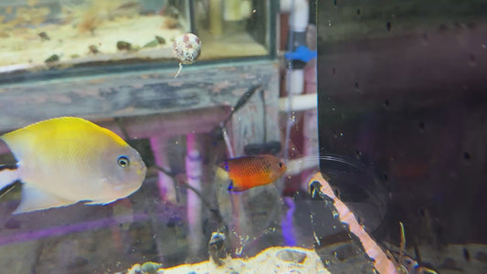 False Shepardi Angelfish (Hybrid of Flame and Rusty) FSA082401 WYSIWYG Size: M 2.25"