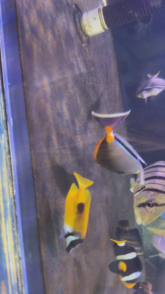 Naso Tang NT091901 WYSIWYG Size: XXL Streamers 8.5"