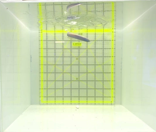 Blue Gudgeon Dartfish BGD112301 WYSIWYG Size: 3.5"