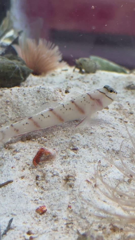 Rare Diagonal Shrimpgoby DS0905O1 WYSIWIG Size: M 2.75" approx