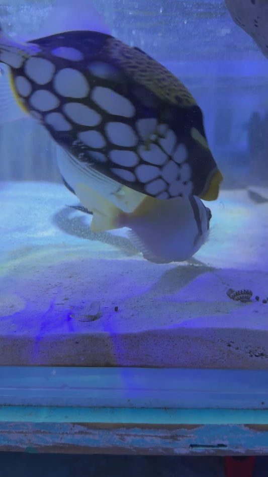 Scribbled Rabbitfish SR122601 WYSIWYG Size: XL 5.25"