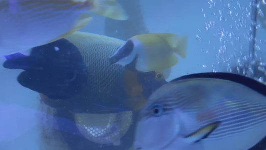 Blueface Angelfish Adult (Sumatra Vibrant Colors) BAA091702 WYSIWYG Size: XXL/Show 6.5" approx